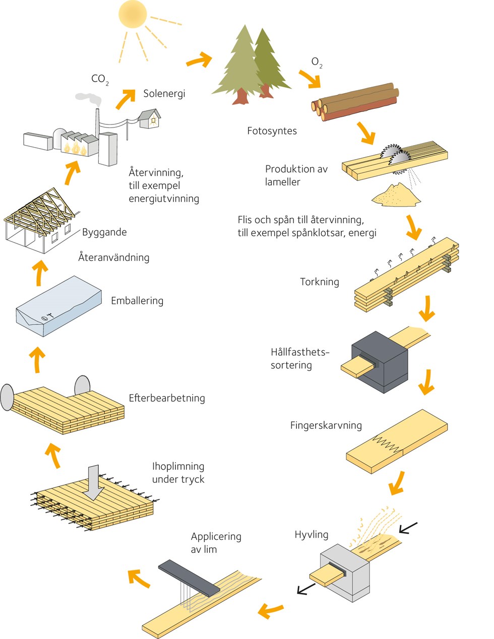 Schematisk bild över KL-träproduktion.jpg